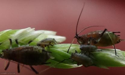 image for Blackberry-grass Aphid