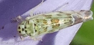 Sage Leafhopper