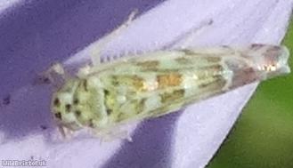 Sage Leafhopper