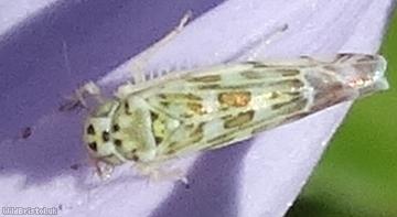 image for Sage Leafhopper