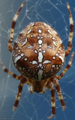 image for Garden Spider