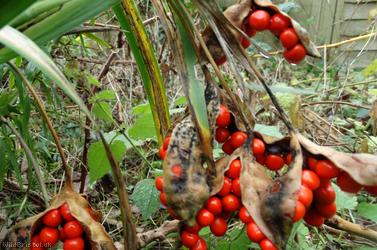 Stinking Iris