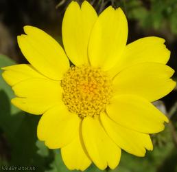 Corn Marigold