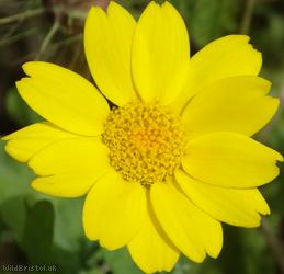 Corn Marigold