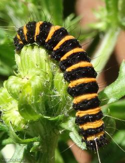 image for Caterpillars