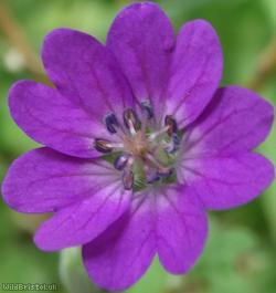 Hedgerow Crane's-bill