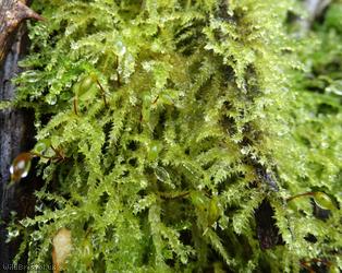 Rough-stalked Feather-moss