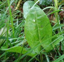Common Sorrel