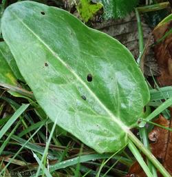 Common Sorrel
