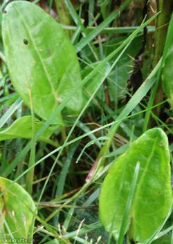 Common Sorrel