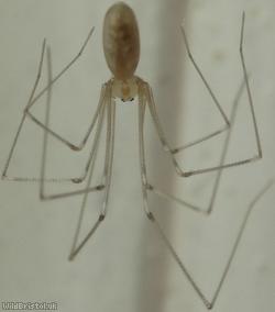 Daddy Long-legs Spider