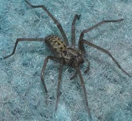 image for Common House-spider