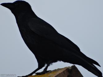 image for Carrion Crow