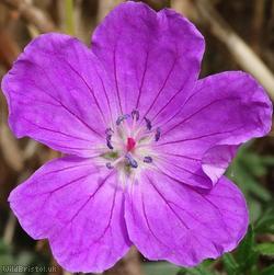 image for Bloody Crane's-bill