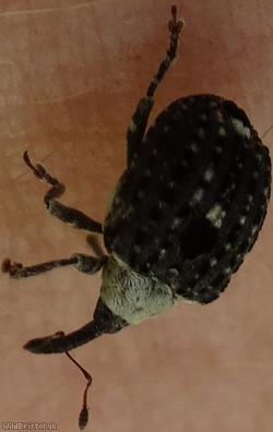 image for Figwort Weevil