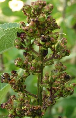 Figwort Weevil