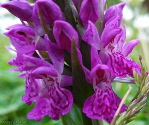 Northern Marsh Orchid