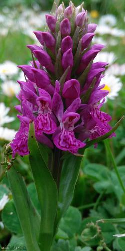 image for Northern Marsh Orchid