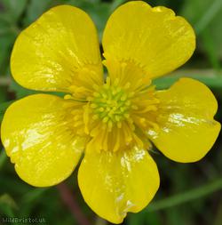 image for Creeping Buttercup