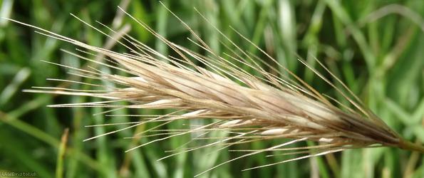 image for Meadow Barley
