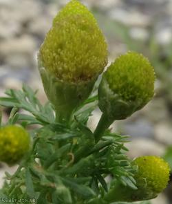 image for Pineapple Weed