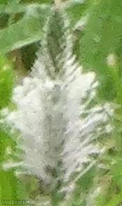 image for Hoary Plantain