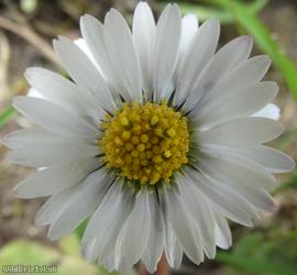 image for Common Daisy