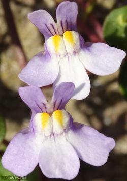 image for Ivy-leaved Toadflax
