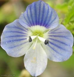 image for Common Field-speedwell