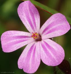 image for Herb-robert
