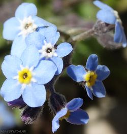 Wood Forget-me-not