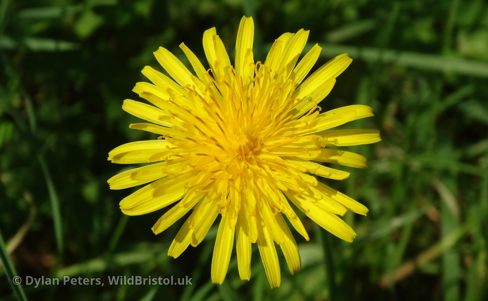 Dandelion (Taraxacum) Species WildBristol.uk