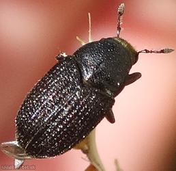 image for Minute Tree-fungus Beetle Unidentified