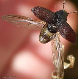 Minute Tree-fungus Beetle Unidentified