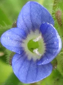 Wall Speedwell