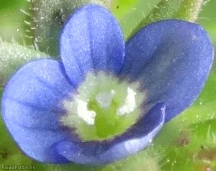 Wall Speedwell