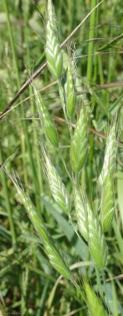 image for Common Soft-brome