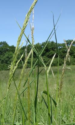 False Oat-grass