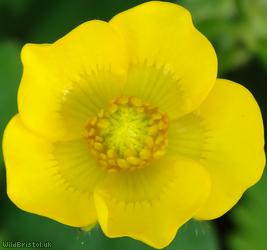 Creeping Buttercup