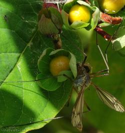image for Tipula rufina
