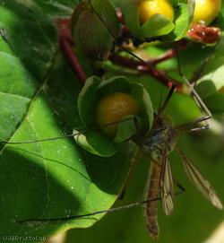 Tipula rufina