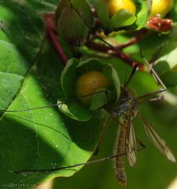 Tipula rufina