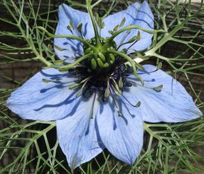 image for Love-in-a-Mist