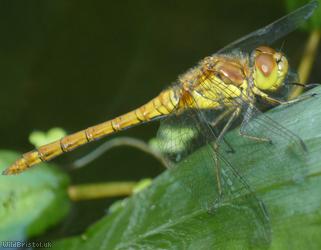 image for Common Darter