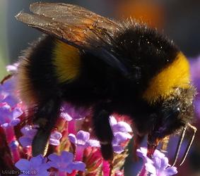 image for Buff-tailed Bumblebee
