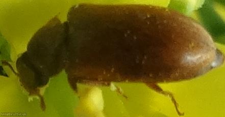 Byturus ochraceus