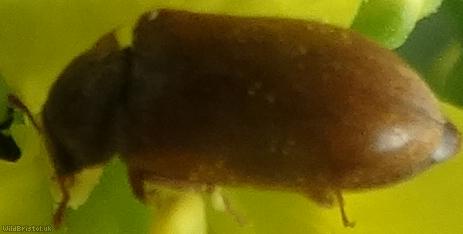 Byturus ochraceus