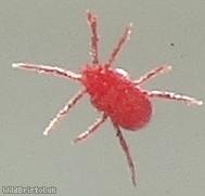 image for Spider Mite