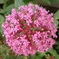 Red Valerian