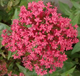 Red Valerian